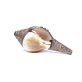 Echte tibetische Muschel